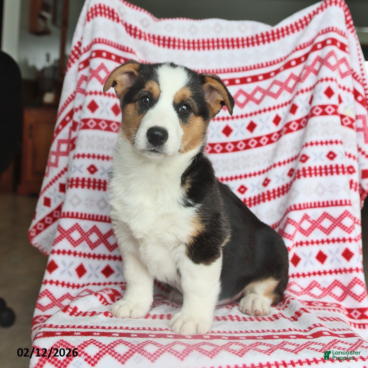 Welsh Corgi Pembroke dogs Irene - Ad 42