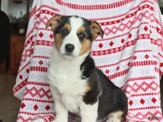 Welsh Corgi Pembroke dogs Irene - Ad 42