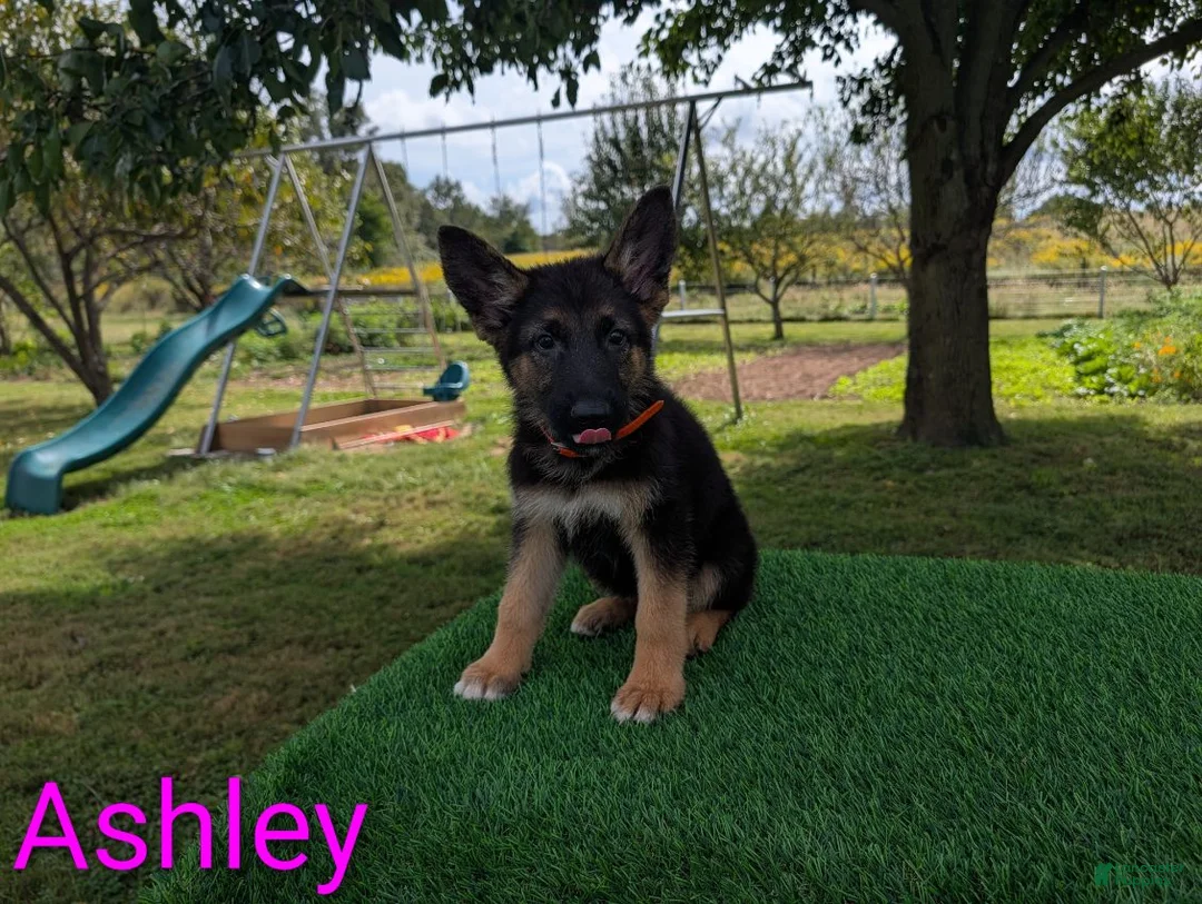 German Shepherd dogs for sale: Ashley - Ad 1