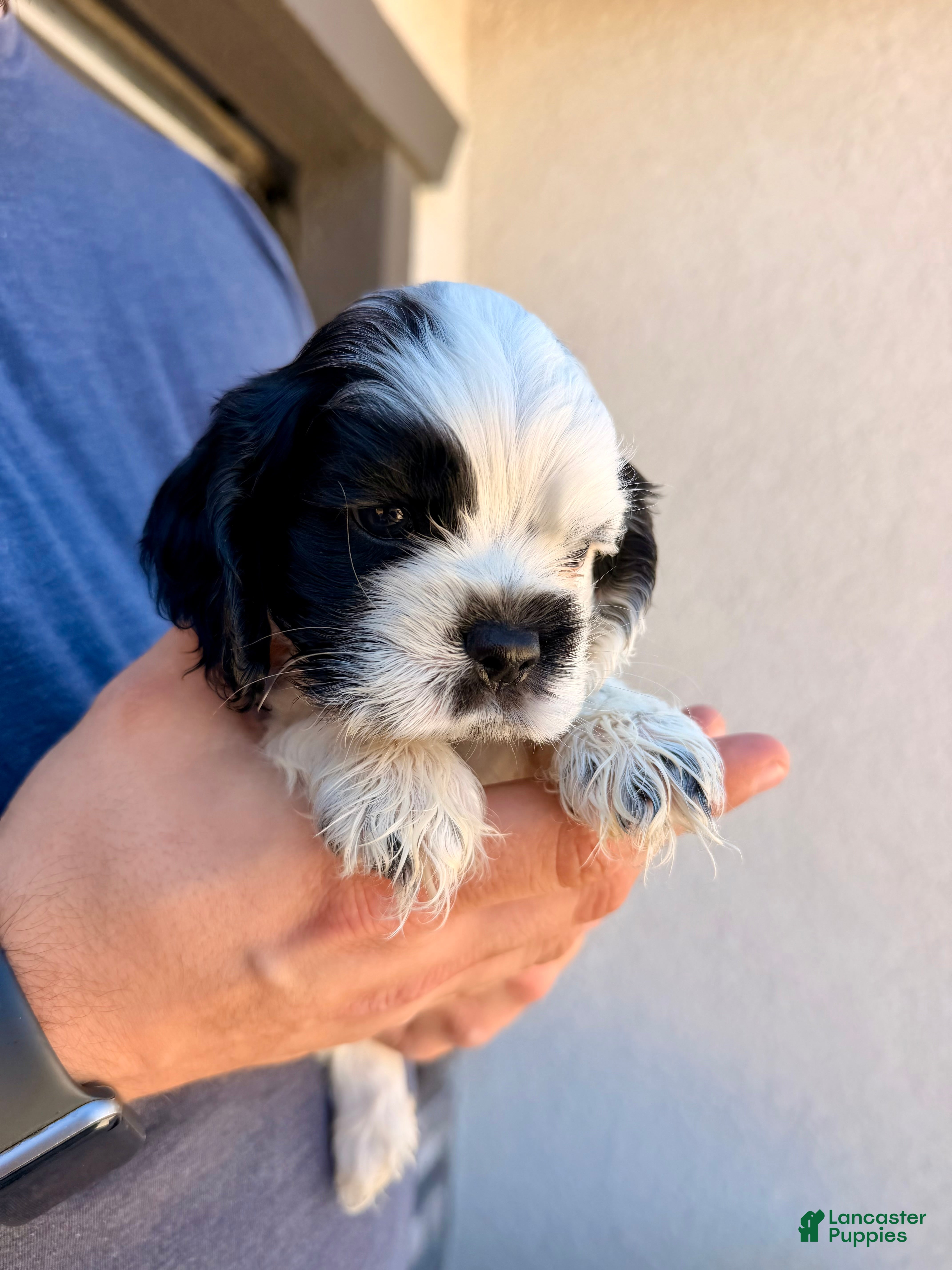 Cocker Spaniel dogs Kai - Ad 2