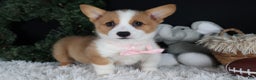 Welsh Corgi Pembroke dogs for sale: Honey - Ad 12