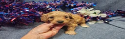 Maltipoo dogs for sale: Mosley (Male) - Ad 3