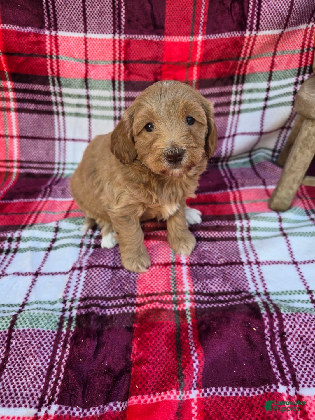 Mini Goldendoodle dogs for sale: Cider - Ad 5