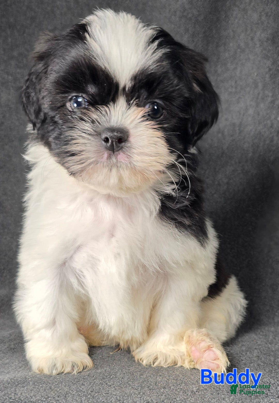 Shih Tzu dogs for sale: Buddy - Ad 5
