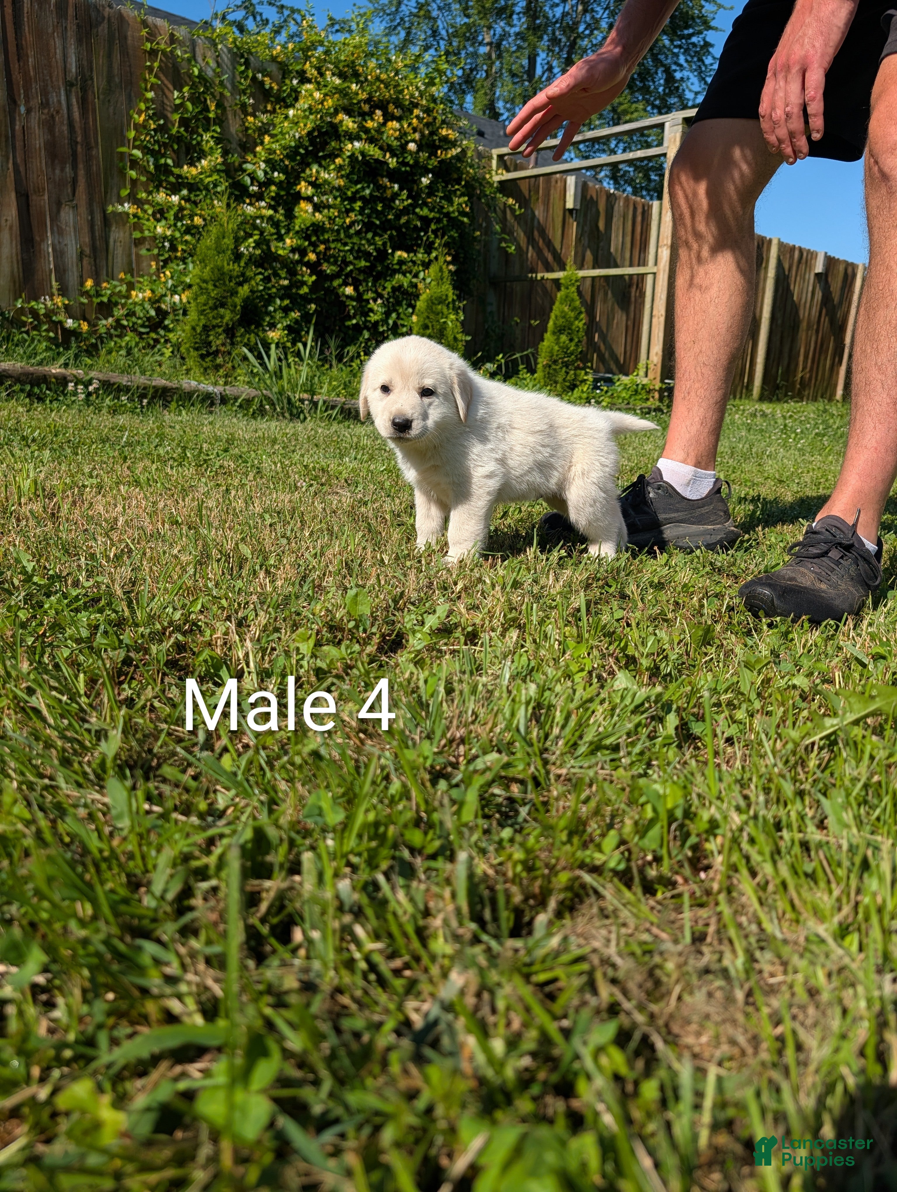 Mixed Breed dogs American Pyre 4 - Ad 1