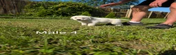 Mixed Breed dogs for sale: American Pyre 4 - Ad 1