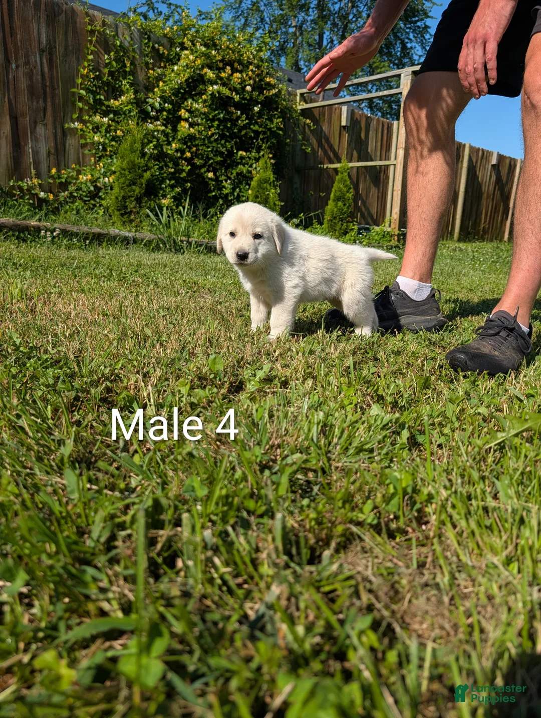 Mixed Breed dogs for sale: American Pyre 4 - Ad 1