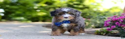 Mini Bernedoodle dogs for sale: Teddy - Ad 5