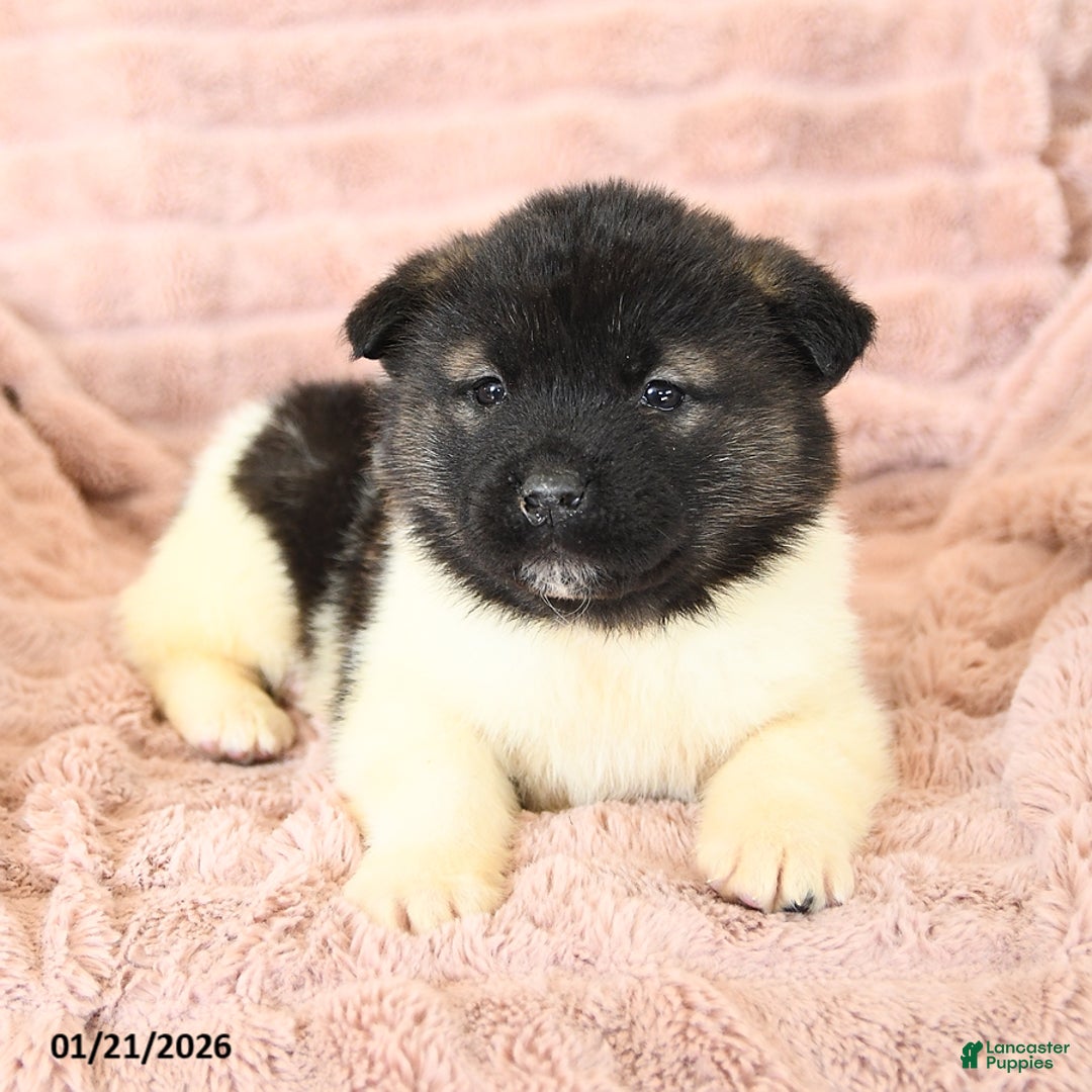 Akita dogs for sale: Flash - Ad 2