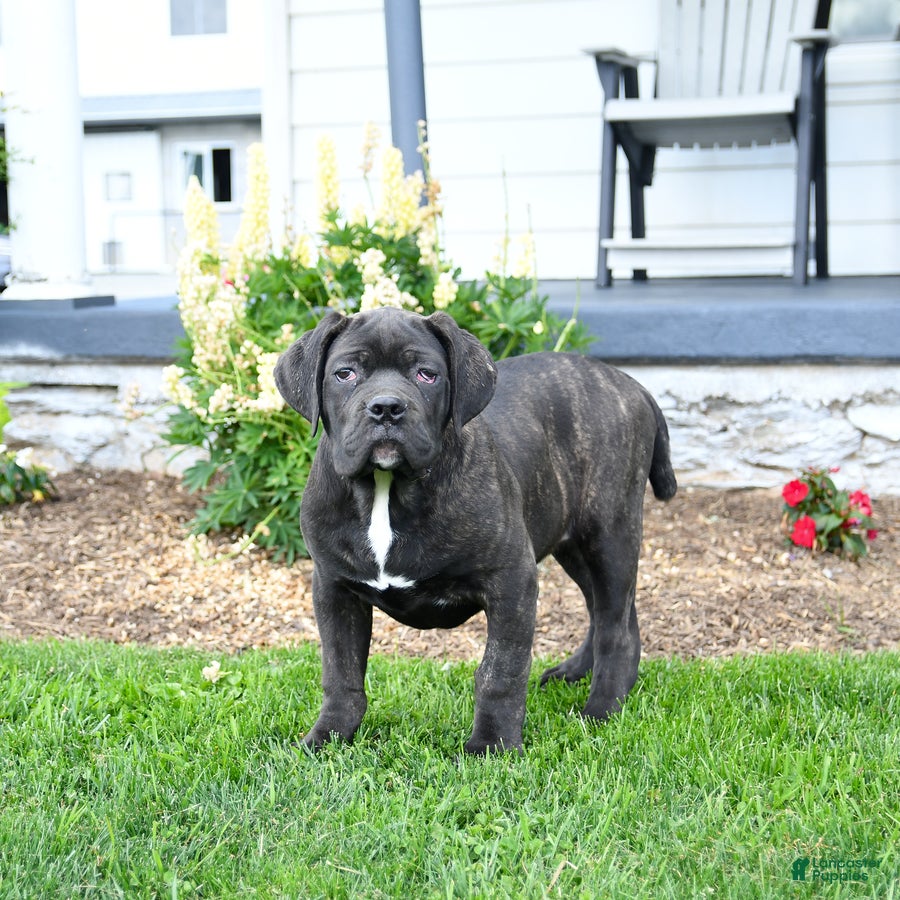 Cane Corso dogs Max  - Ad 1