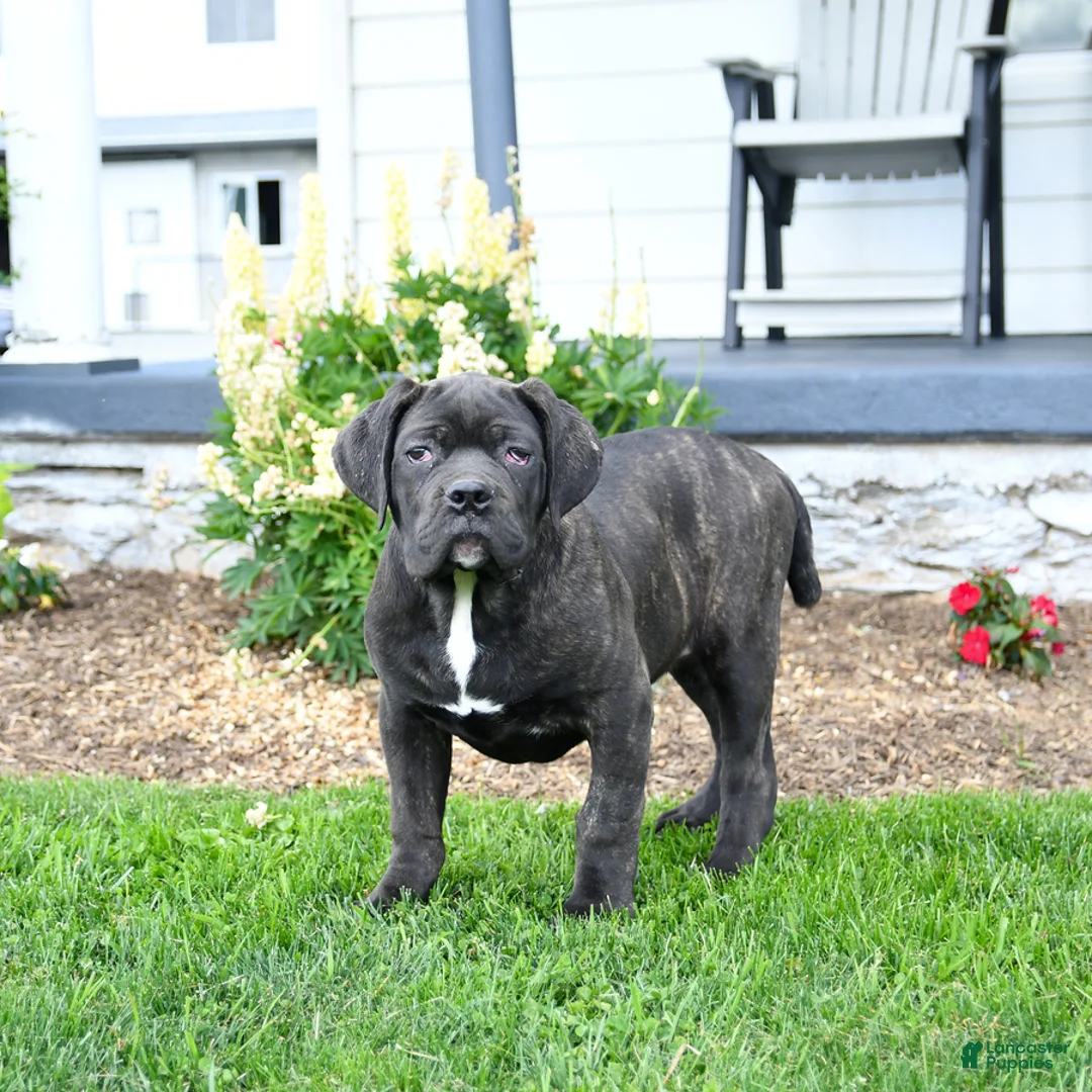 Cane Corso dogs for sale: Max  - Ad 1