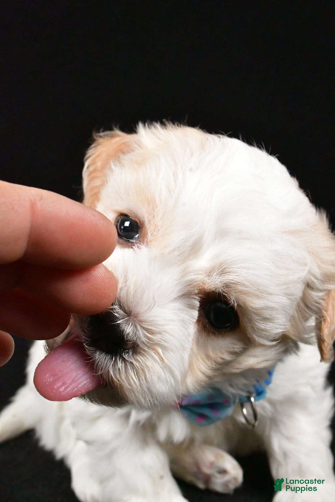 Havanese dogs for sale: Duke - Ad 8