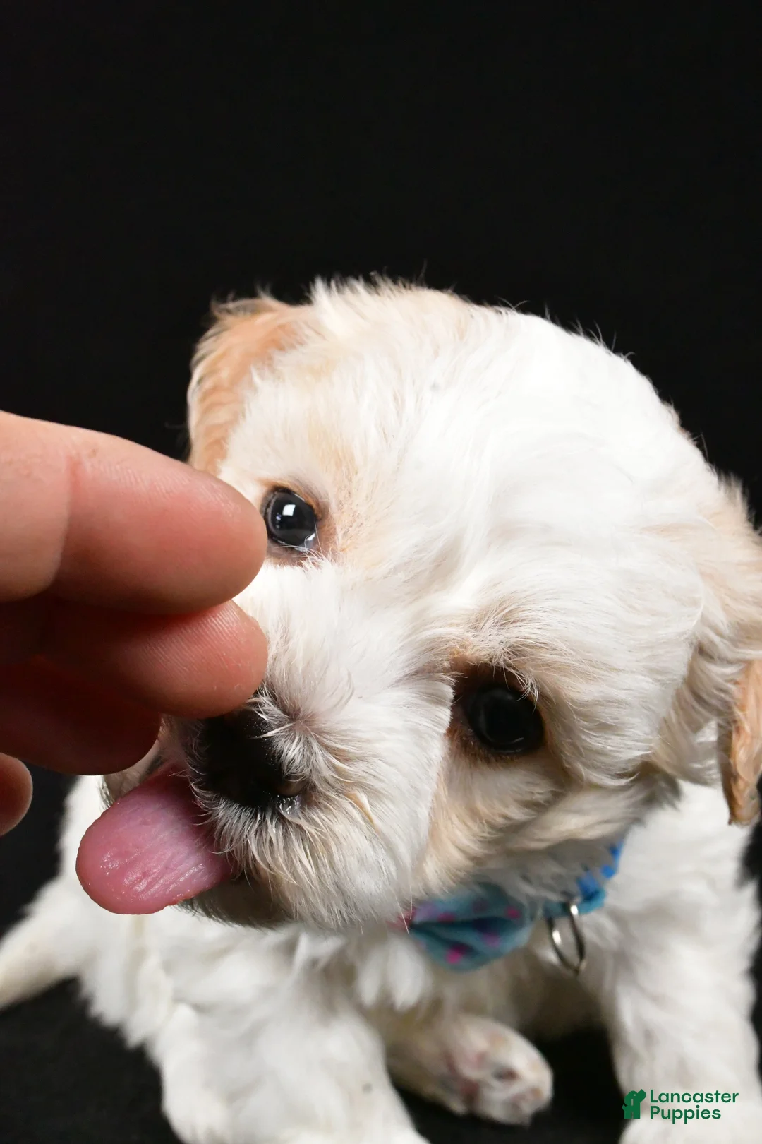 Havanese dogs for sale: Duke - Ad 8