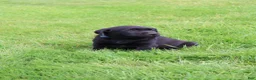 Labrador Retriever dogs for sale: Cedar - Ad 1