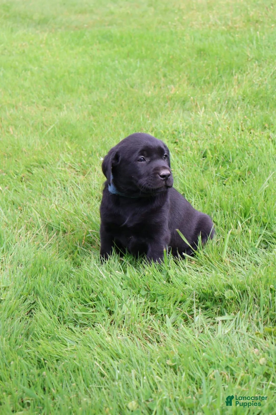 Labrador Retriever dogs for sale: Cedar - Ad 1