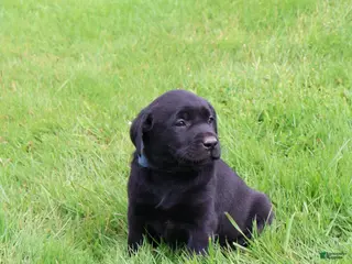 Labrador Retriever dogs for sale: Cedar - Ad 1