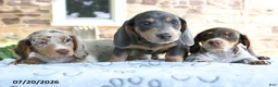 Dachshund dogs for sale: Daphne - Ad 5