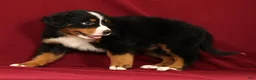 Bernese Mountain Dog dogs for sale: Flower - Ad 10