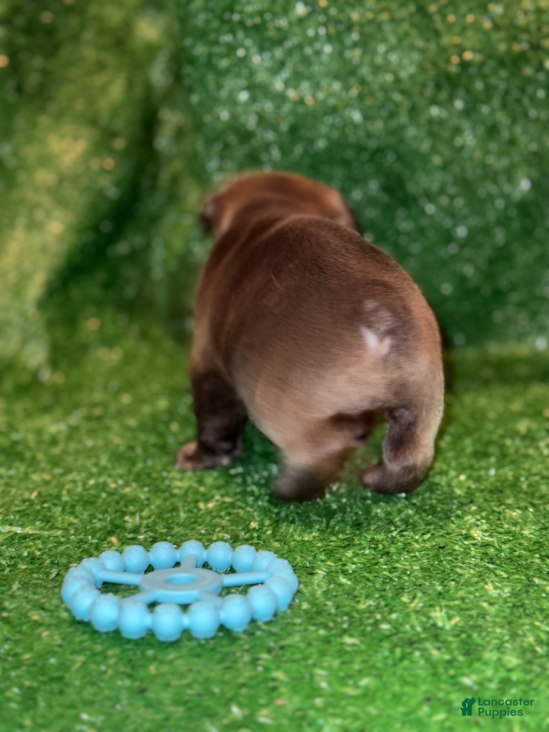 French Bulldog dogs for sale: French Bulldog Puppy 3 - Ad 3