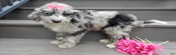 Sheepadoodle dogs for sale: Myla (medium) - Ad 3