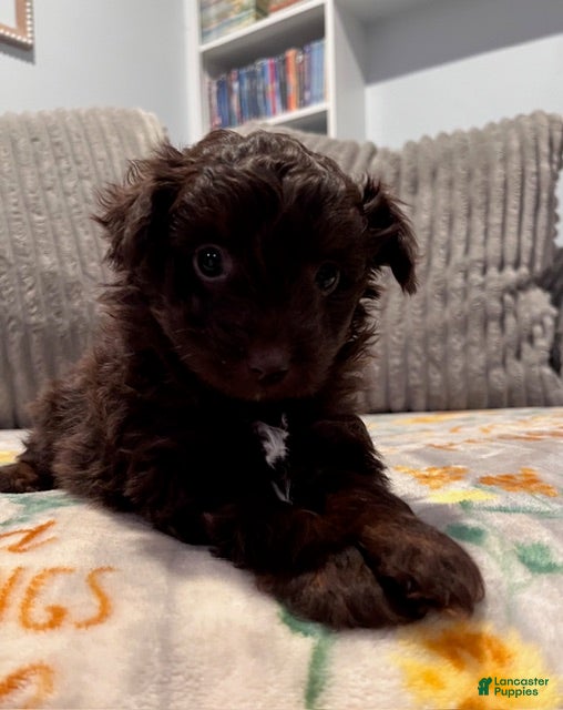 Pomapoo dogs Clarice - Ad 12