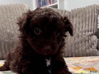 Pomapoo dogs Clarice - Ad 17