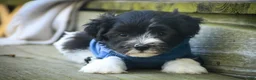 Havanese dogs for sale: Apollo Havanese  - Ad 14