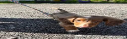 Miniature Dachshund dogs for sale: Miniature Dachshund - Ad 3