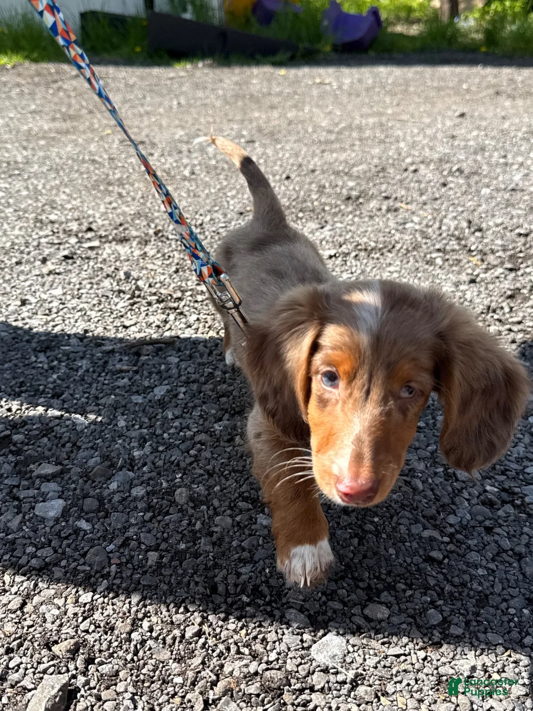 Miniature Dachshund dogs for sale: Miniature Dachshund - Ad 3