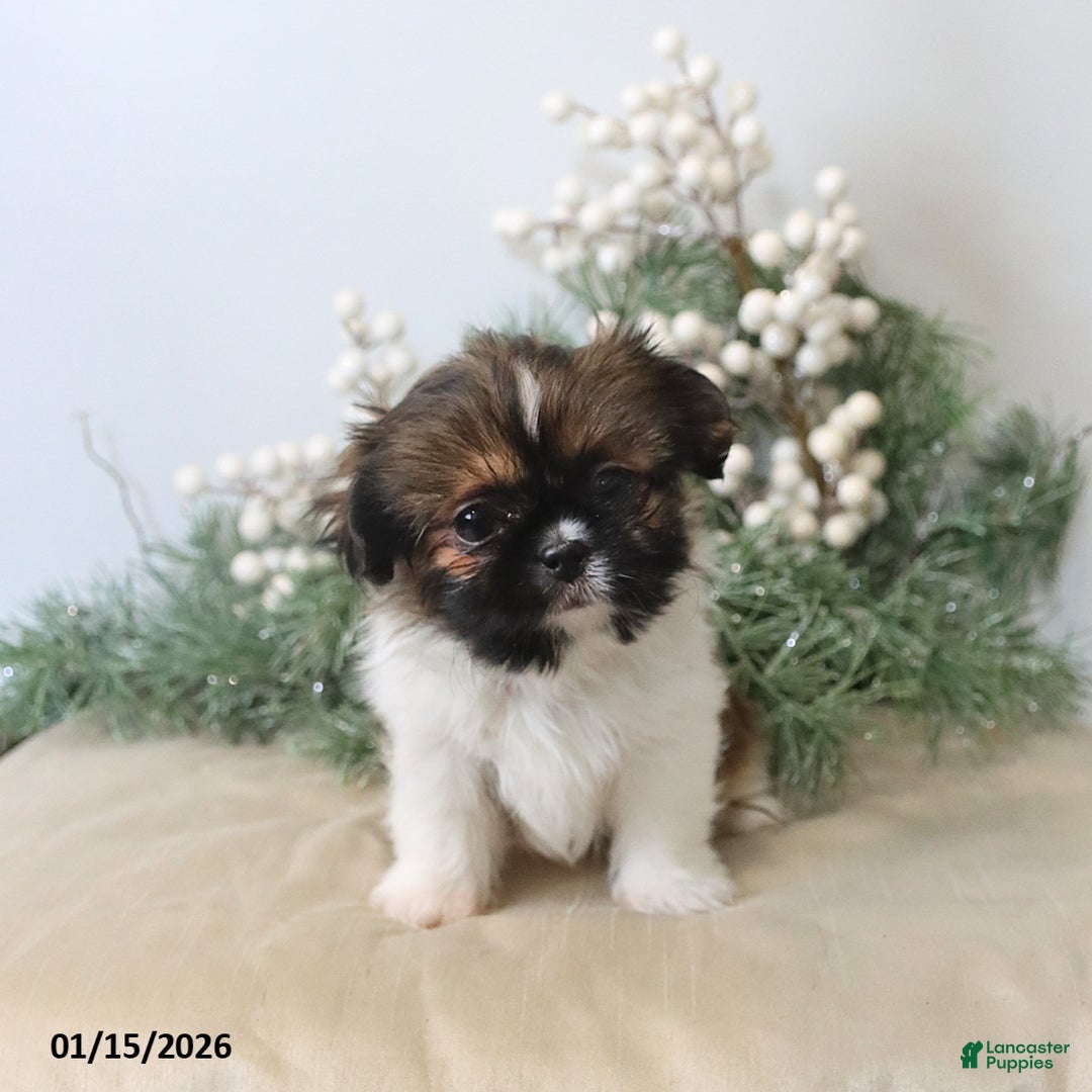 Shih Tzu dogs for sale: Fletcher - Ad 5