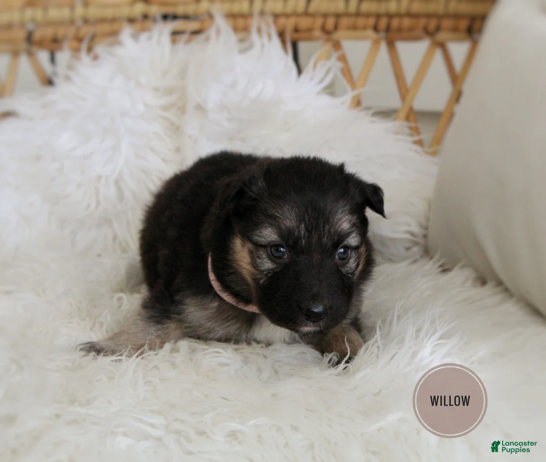 Mixed Breed dogs for sale: Willow  - Ad 4