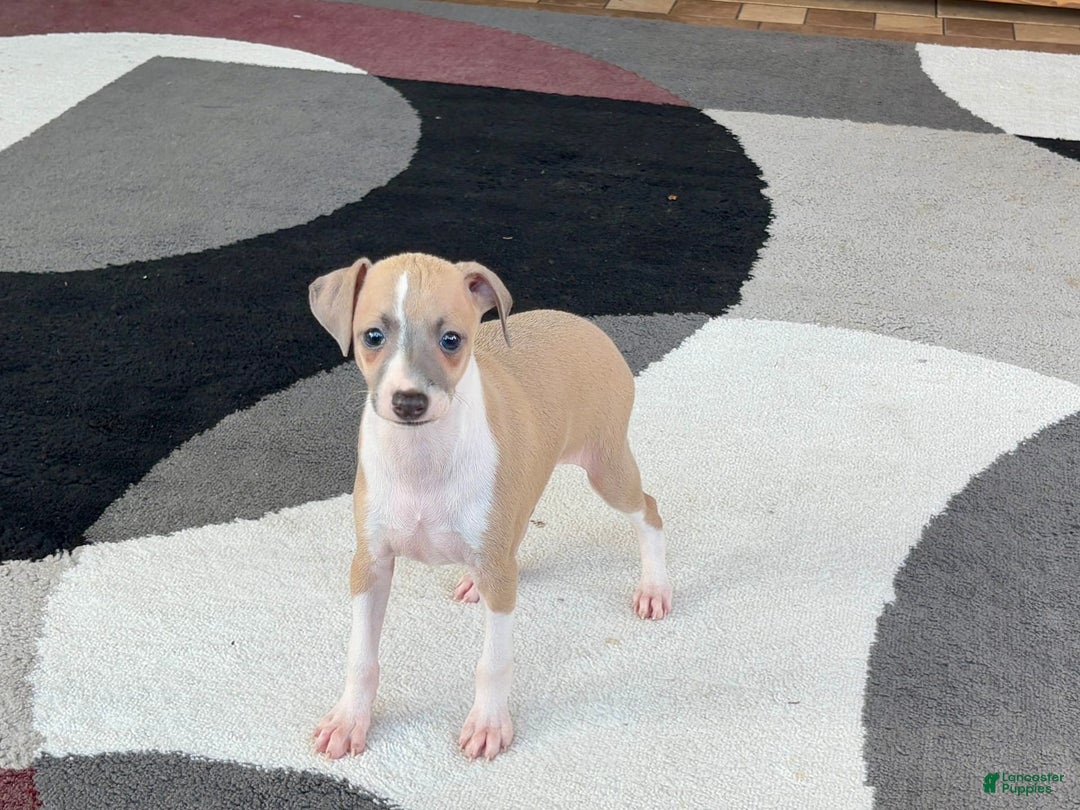 Italian Greyhound dogs for sale: Trina - Ad 6