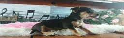 Chihuahua dogs for sale: Chihuahua 4 - Ad 9