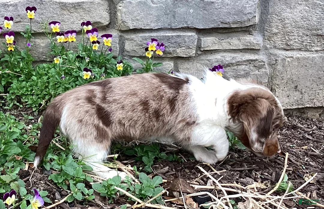 Miniature Dachshund dogs for sale: Duke  - Ad 10