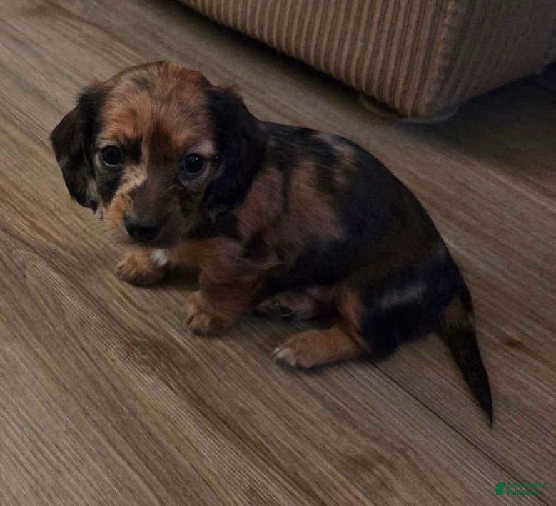 Miniature Dachshund dogs Miniature Dachshund Puppy 4 - Ad 1