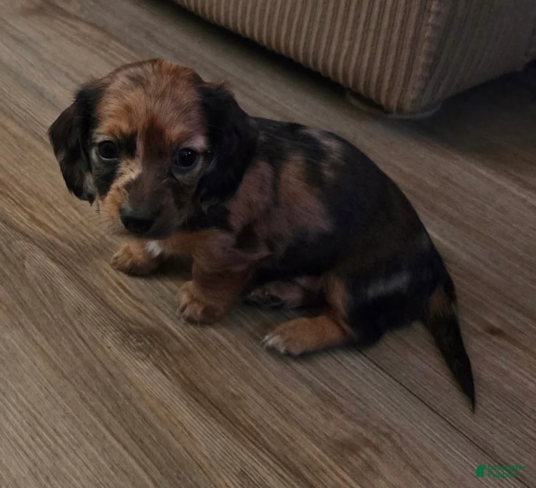 Miniature Dachshund dogs for sale: Miniature Dachshund Puppy 4 - Ad 1