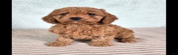 Cavapoo dogs for sale: Cora - Ad 3