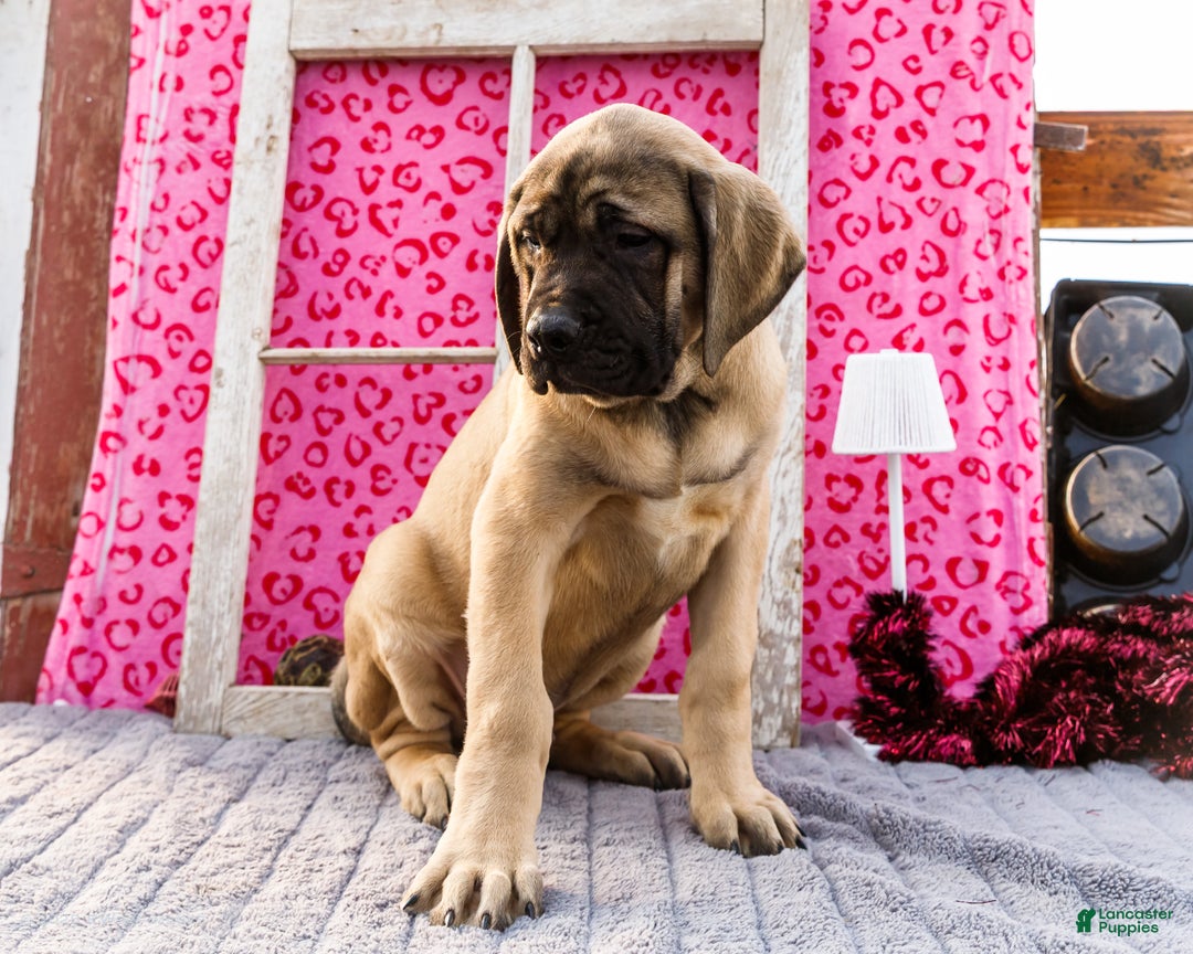English Mastiff dogs for sale: Zeke - Ad 8