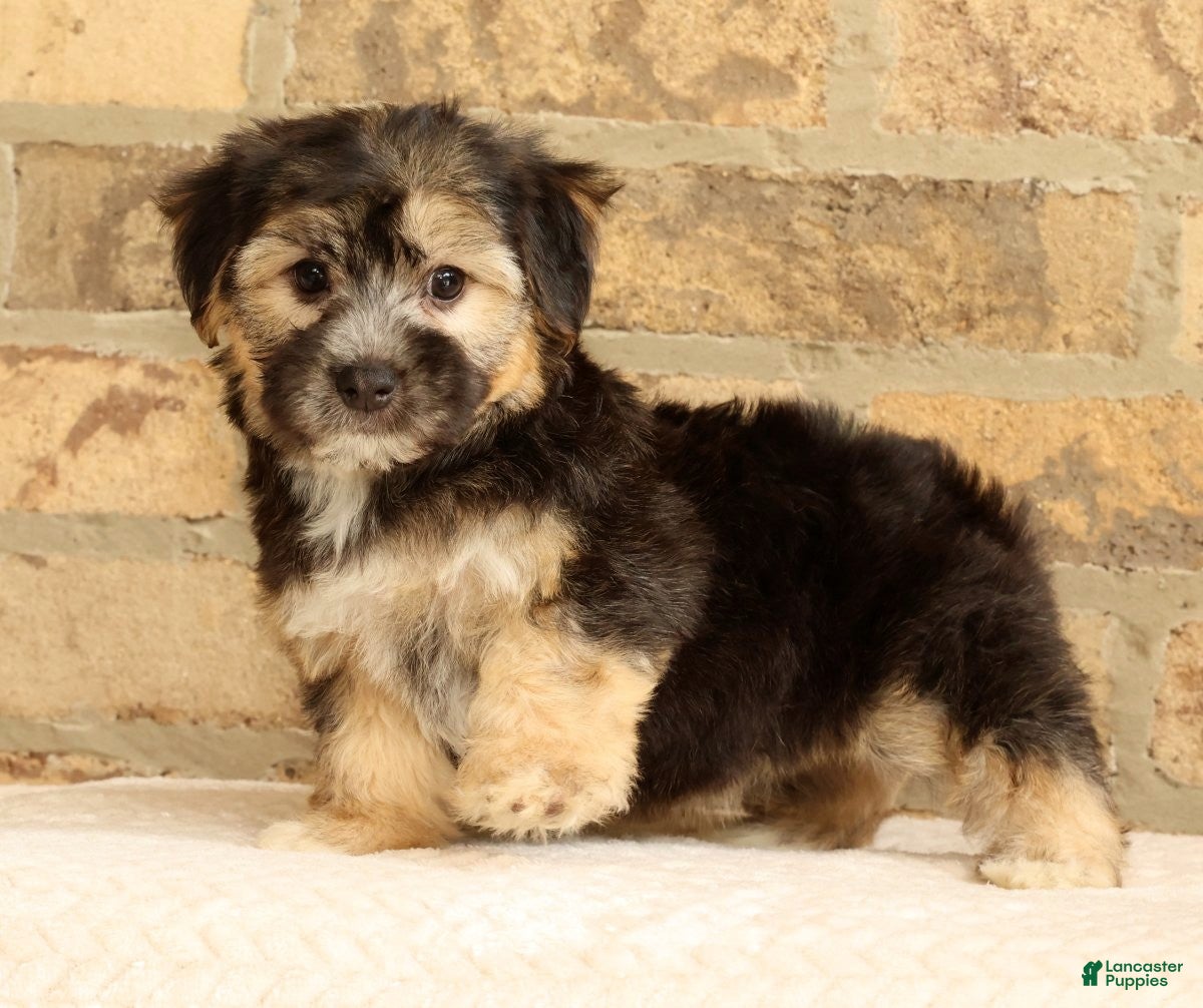 Yochon dogs Stella - Ad 1