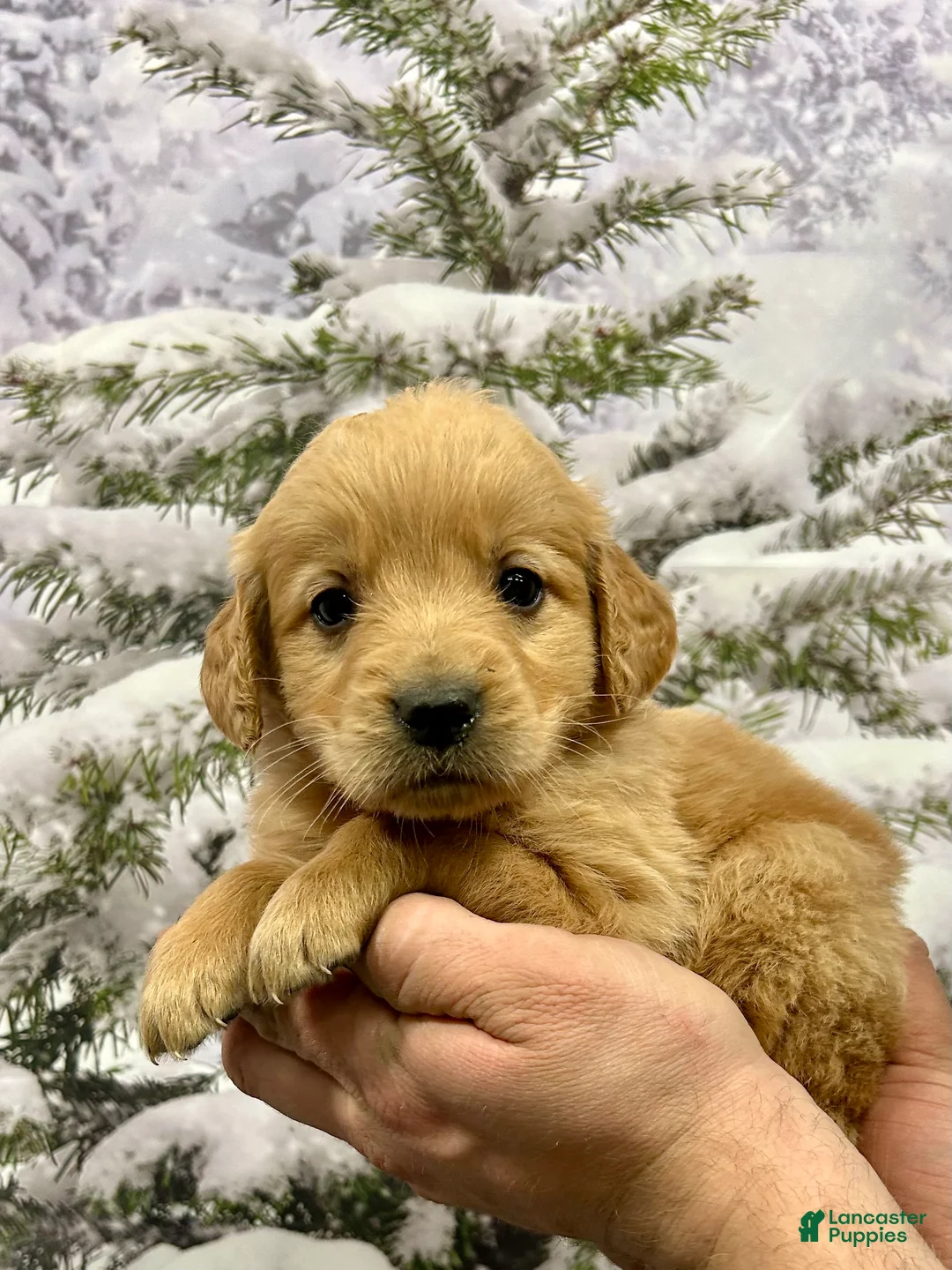 Golden Retriever dogs for sale: Rascal  - Ad 1