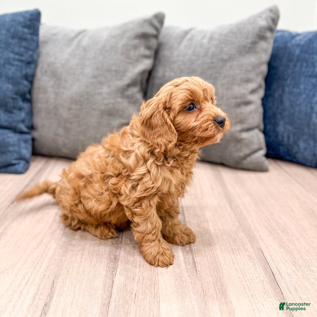 Cavapoo dogs for sale: Bingo - Ad 4