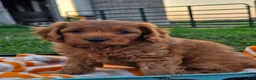 Cavapoo dogs for sale: Ice - Ad 10