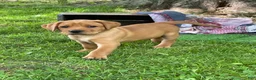 Labrador Retriever dogs for sale: Light green collar Yodi - Ad 6