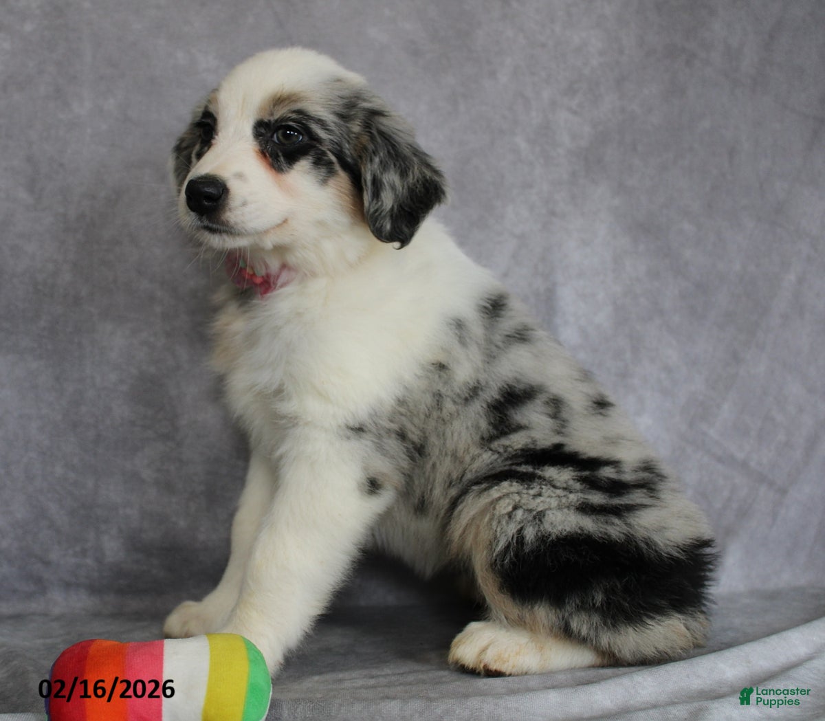 Australian Shepherd dogs Aster - Ad 2