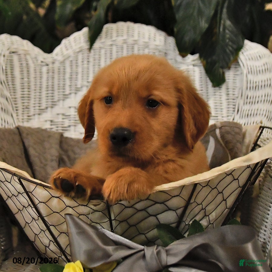 Golden Retriever dogs Brock - Ad 1