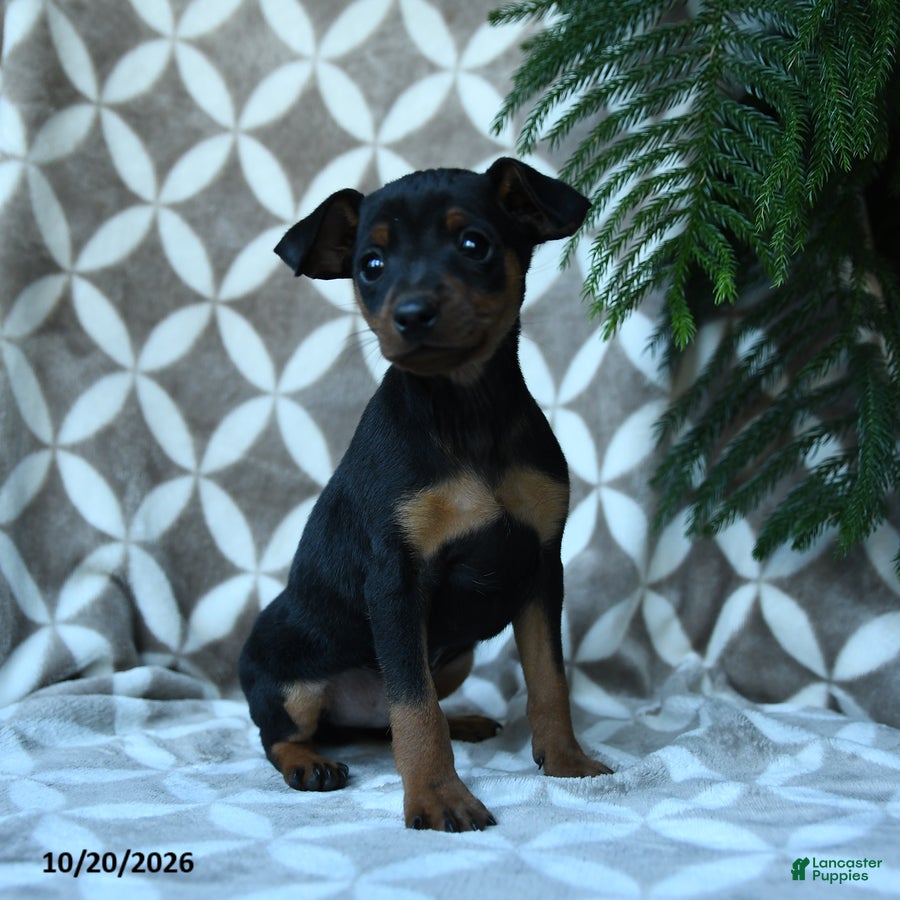 Miniature Pinscher dogs for sale: Arthur - Ad 2