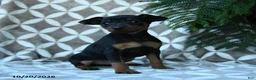 Miniature Pinscher dogs for sale: Arthur - Ad 1