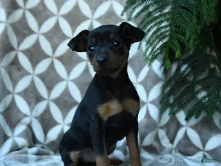 Miniature Pinscher dogs Arthur - Ad 1