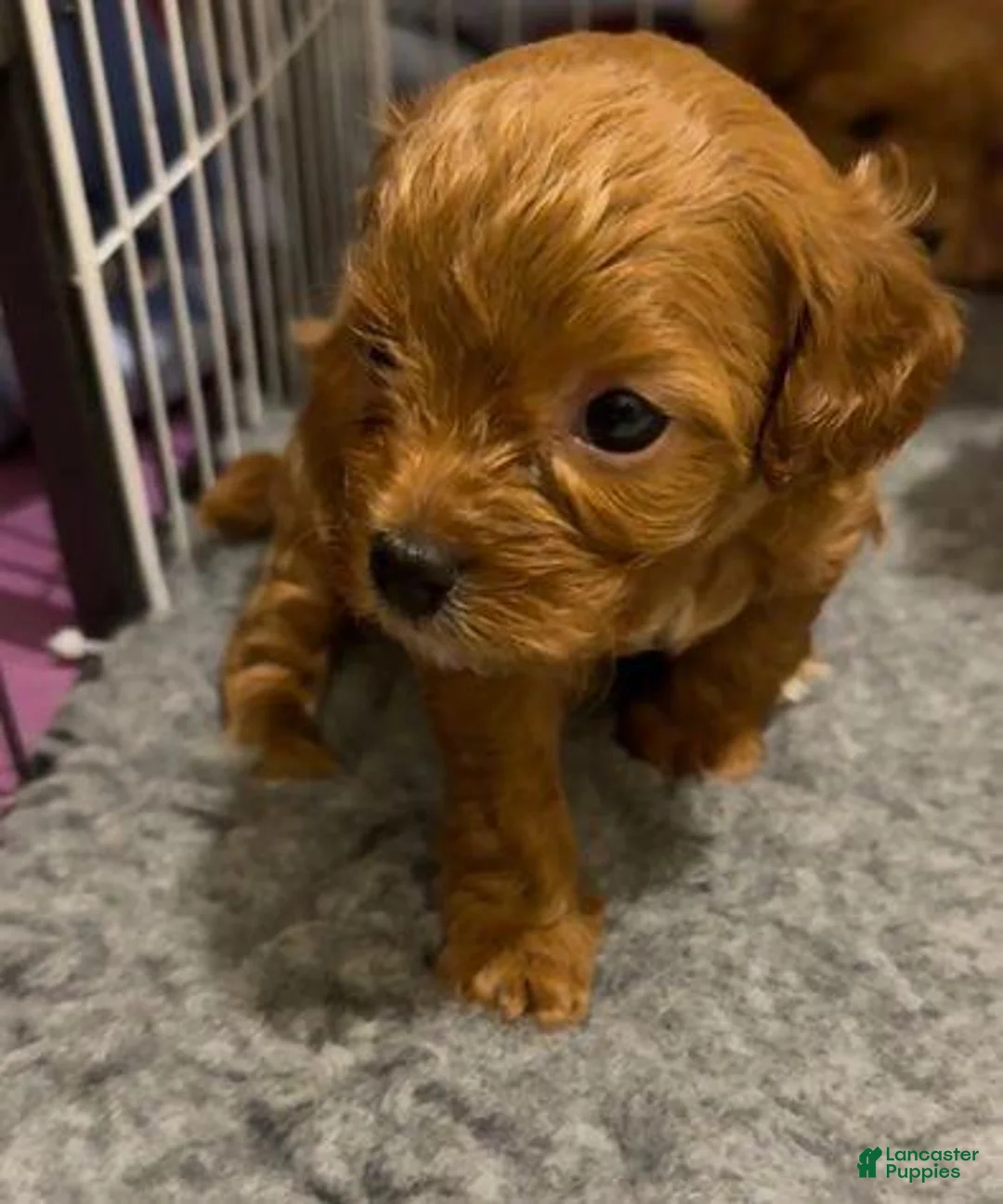Cavapoo dogs for sale: Kate - Ad 5