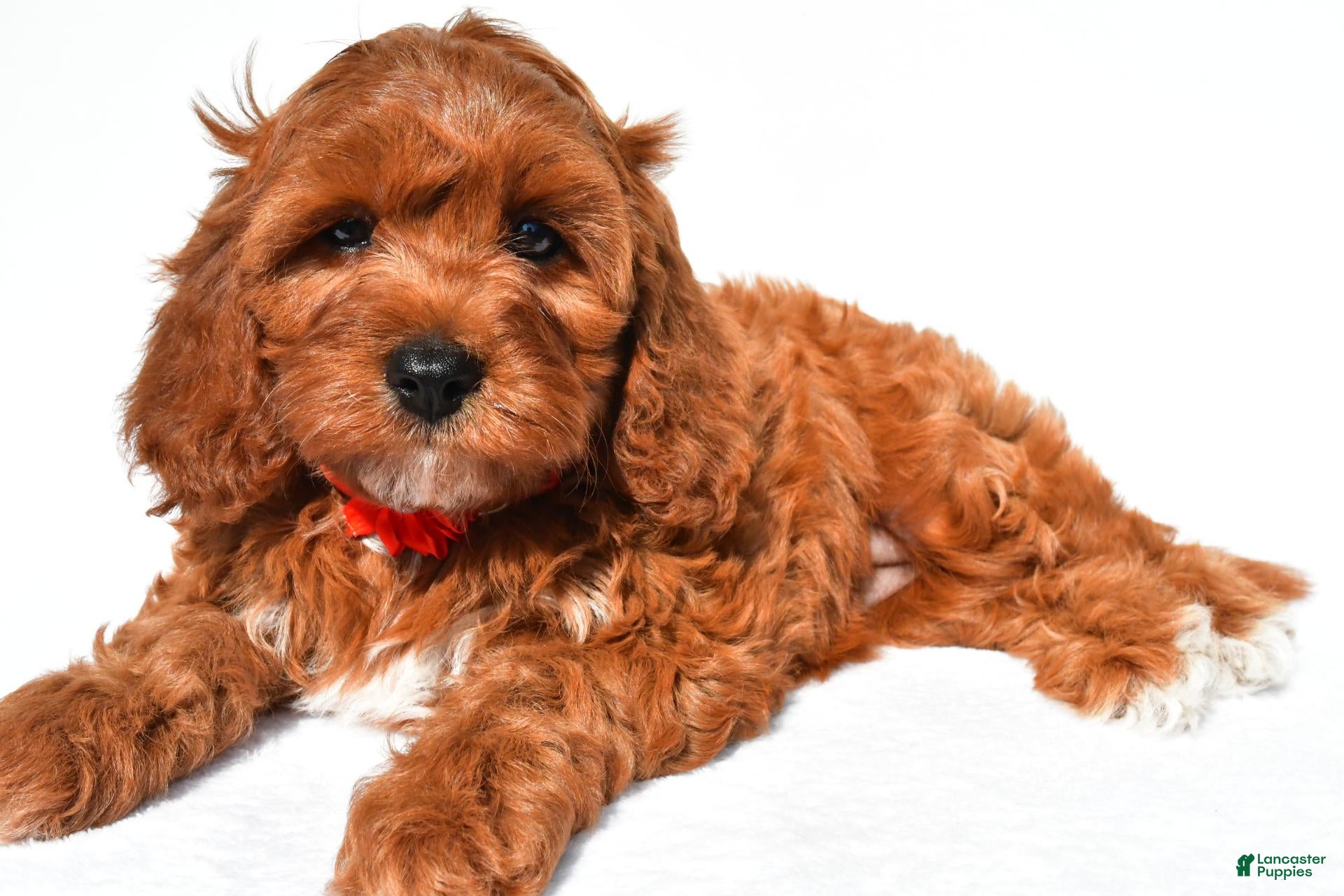 Cavapoo dogs for sale: Jana - Ad 1